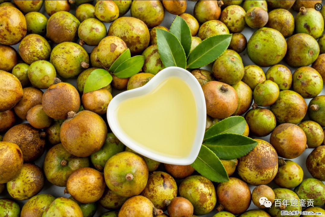 世界没有真相,只有认知,最好的食用油是中国的山茶油! - 海南生活资讯 - 海南28生活网 hainan.28life.com