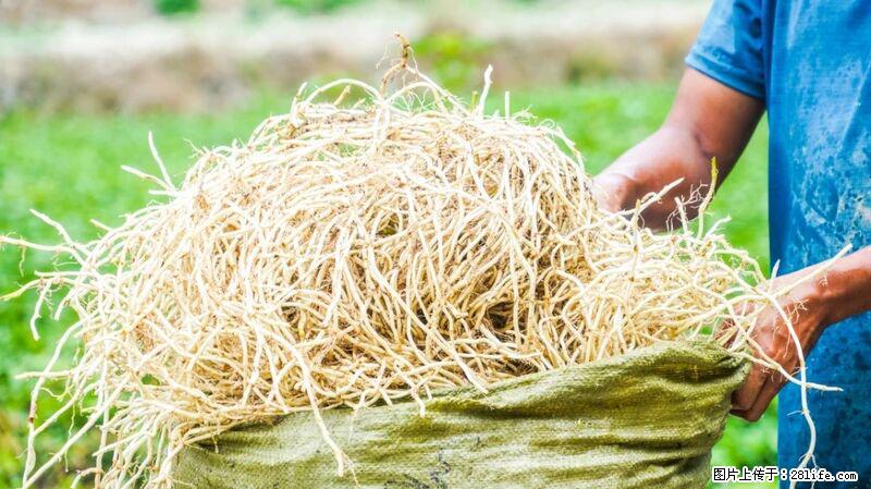 堪称“最难吃”的蔬菜,却是 “抗辐射神器”,还能护肺、清热、止咳化痰! - 海南生活资讯 - 海南28生活网 hainan.28life.com