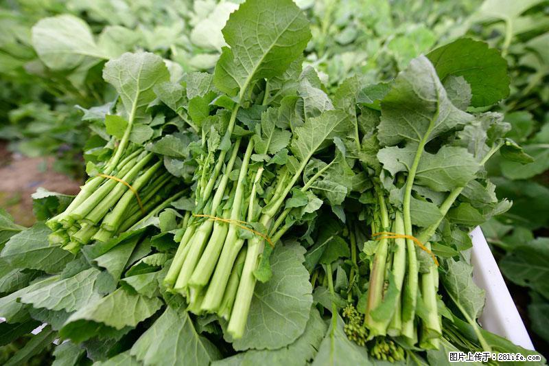 这些蔬菜是“天然钙片”，这6种被医生重点推荐 - 海南生活资讯 - 海南28生活网 hainan.28life.com